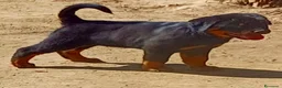 Rottweiler cani in vendita: Cuccioli rottweiler  - Annuncio 5