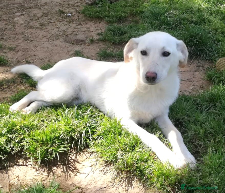 Meticcio cani MERLINO HA BISOGNO DI UNA FAMIGLIA  - Annuncio 3