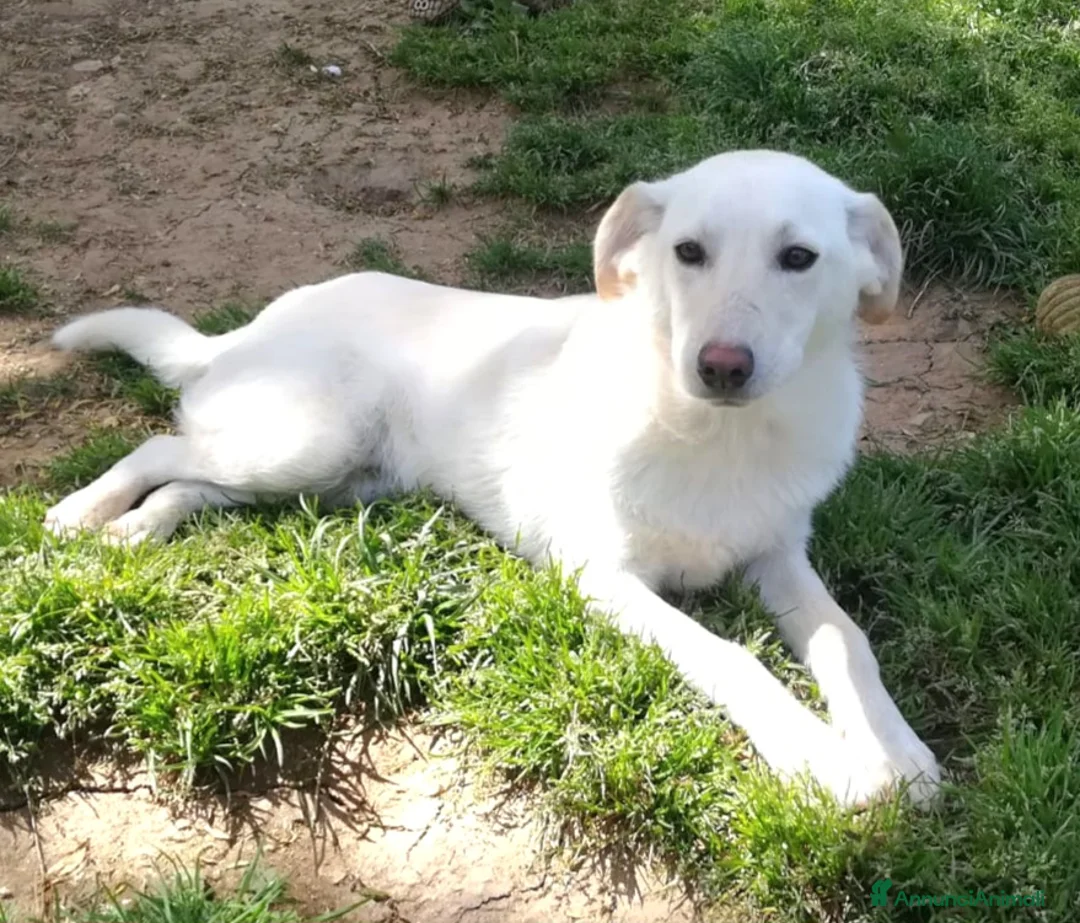 Meticcio cani in regalo: MERLINO HA BISOGNO DI UNA FAMIGLIA  a Città Metropolitana di Genova - Annuncio 1