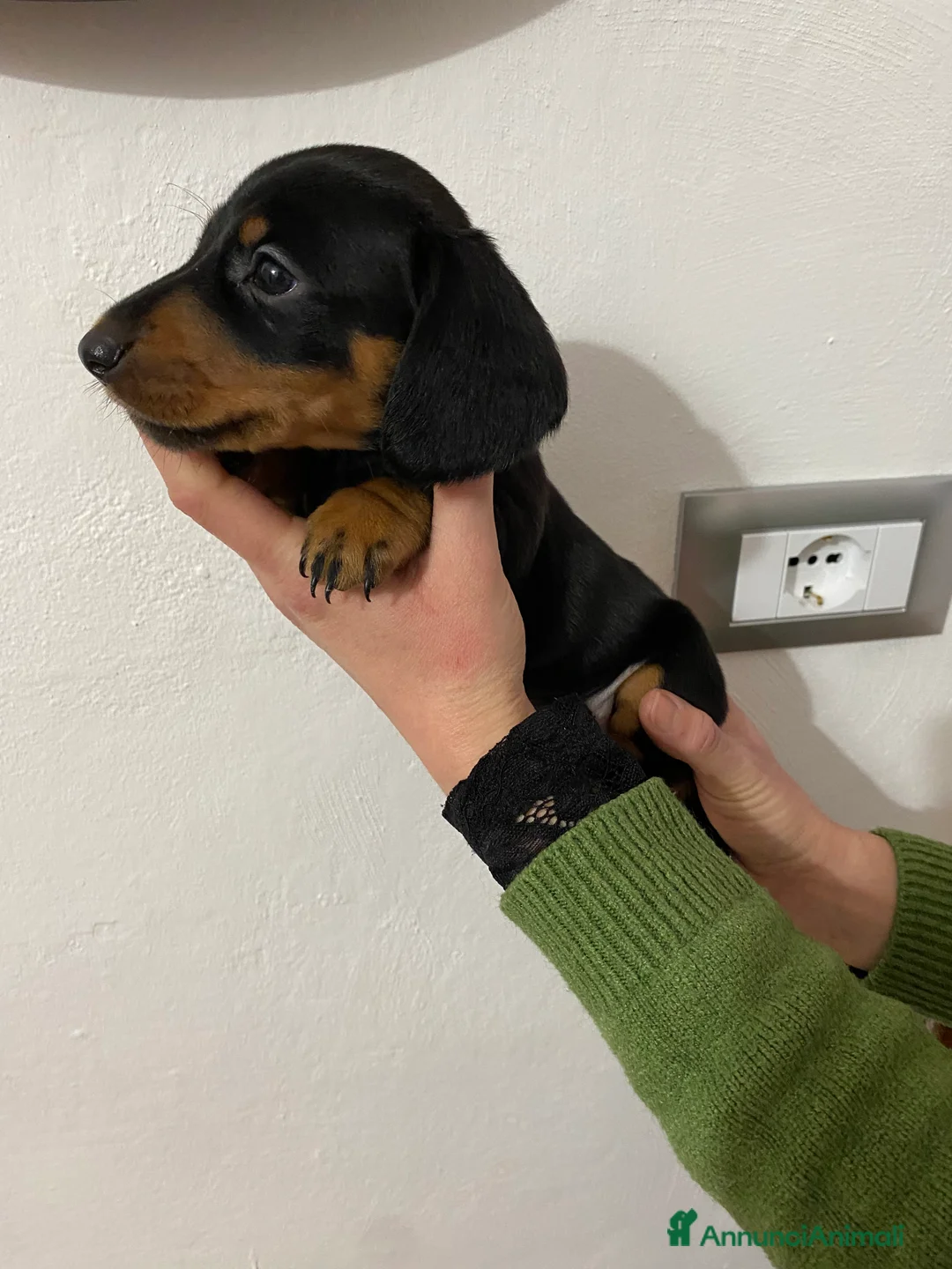 Bassotto cani in vendita: Bassotto nano tedesco - Annuncio 14