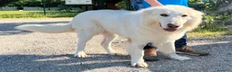 Meticcio cani in regalo: RAMBO MAREMMANO - Annuncio 9