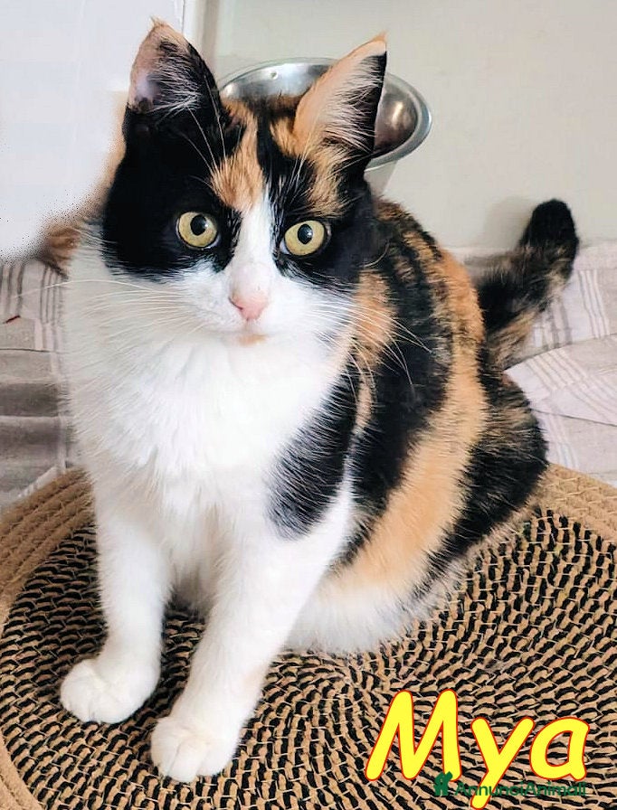 Europeo gatti MYA DOLCISSIMA GATTINA AFFETTUOSA - Annuncio 39