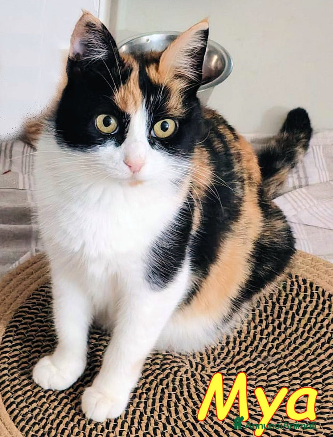 Europeo gatti in regalo: MYA DOLCISSIMA GATTINA AFFETTUOSA - Annuncio 1