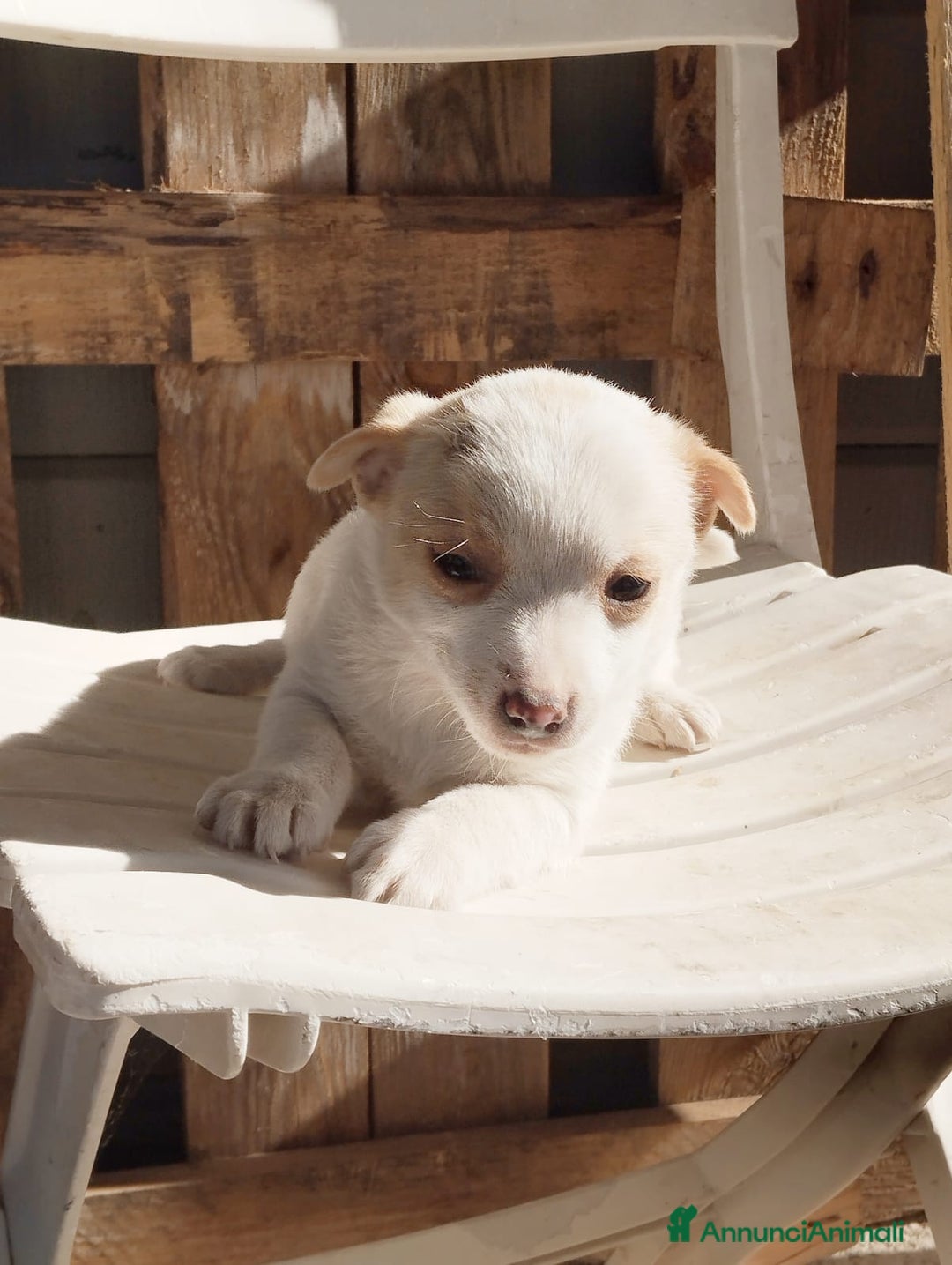 Altre razze cani in regalo: Pollicina cucciola taglia piccola cerca casa  a Città metropolitana di Roma Capitale - Annuncio 1