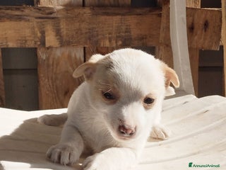 Altre razze cani Pollicina cucciola taglia piccola cerca casa a Città metropolitana di Roma Capitale - Annuncio 14