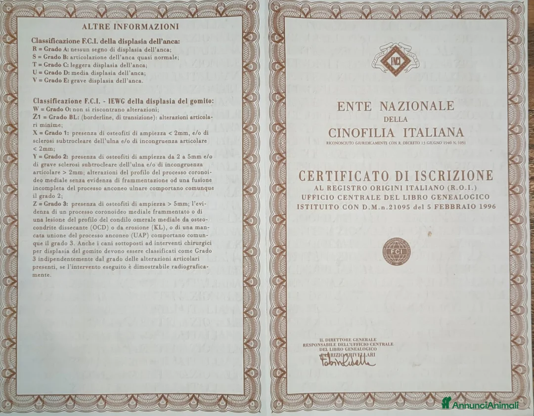 Bovaro del Bernese cani per accoppiamento: ARON Bovaro del Bernese - Annuncio 9