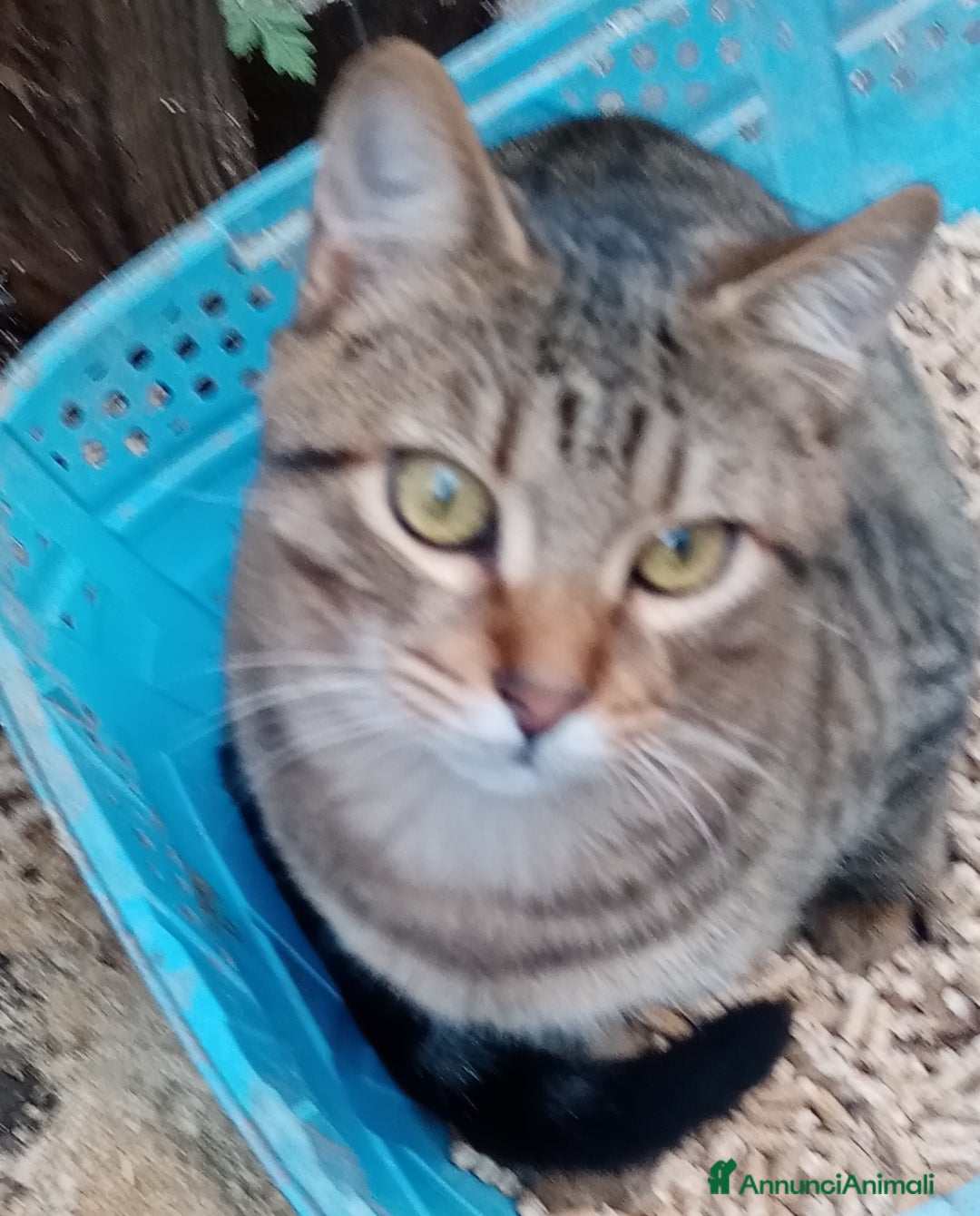 Altre razze gatti in regalo: Bellissimo tigratino a pelo corto - Annuncio 12