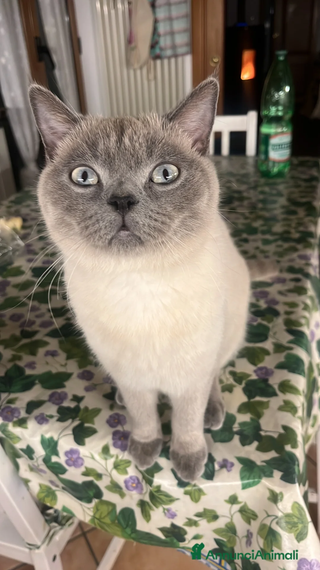 Scottish gatti per accoppiamento: Per monta maschio Scottish straight  - Annuncio 2