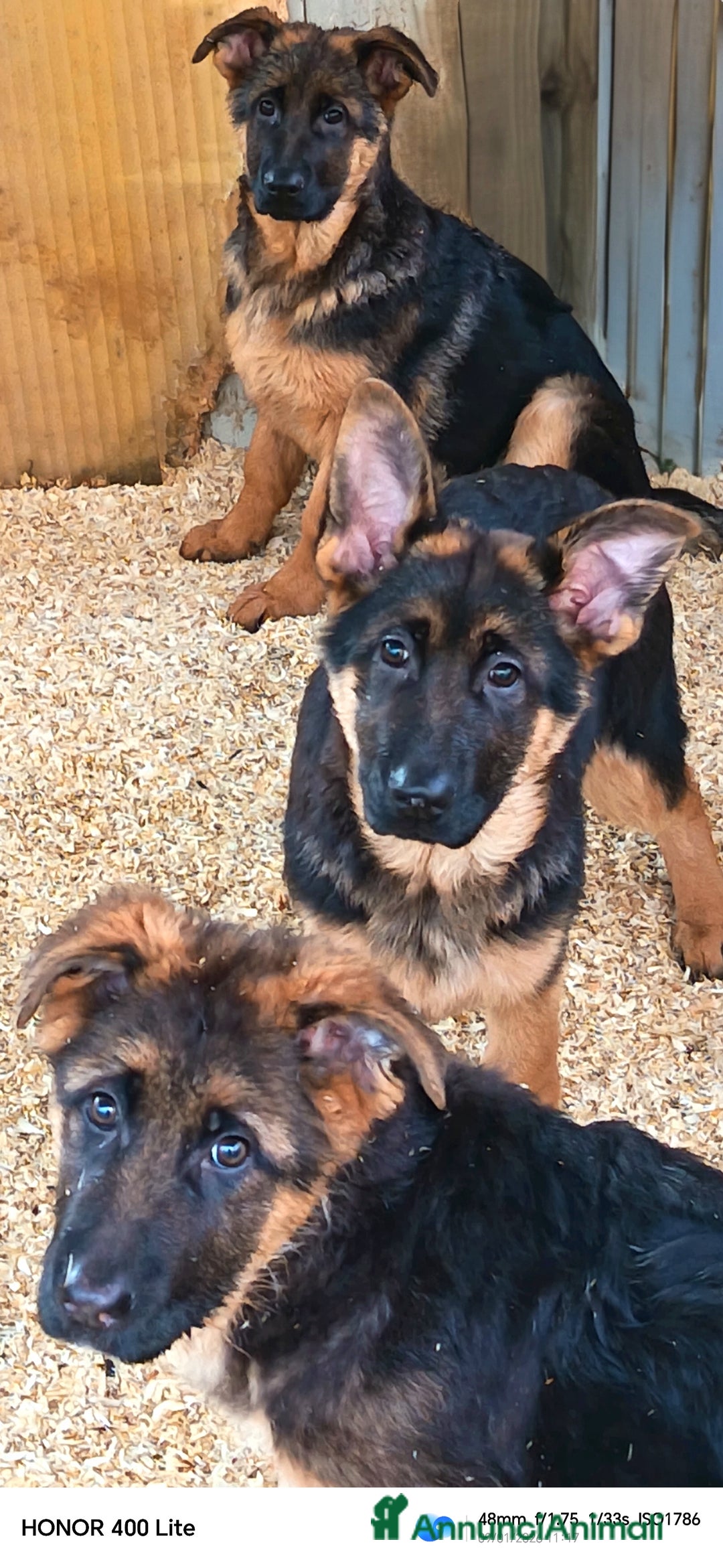 Pastore Tedesco cani in vendita: Cucciole femmine di pastore tedesco già pronte  - Annuncio 4