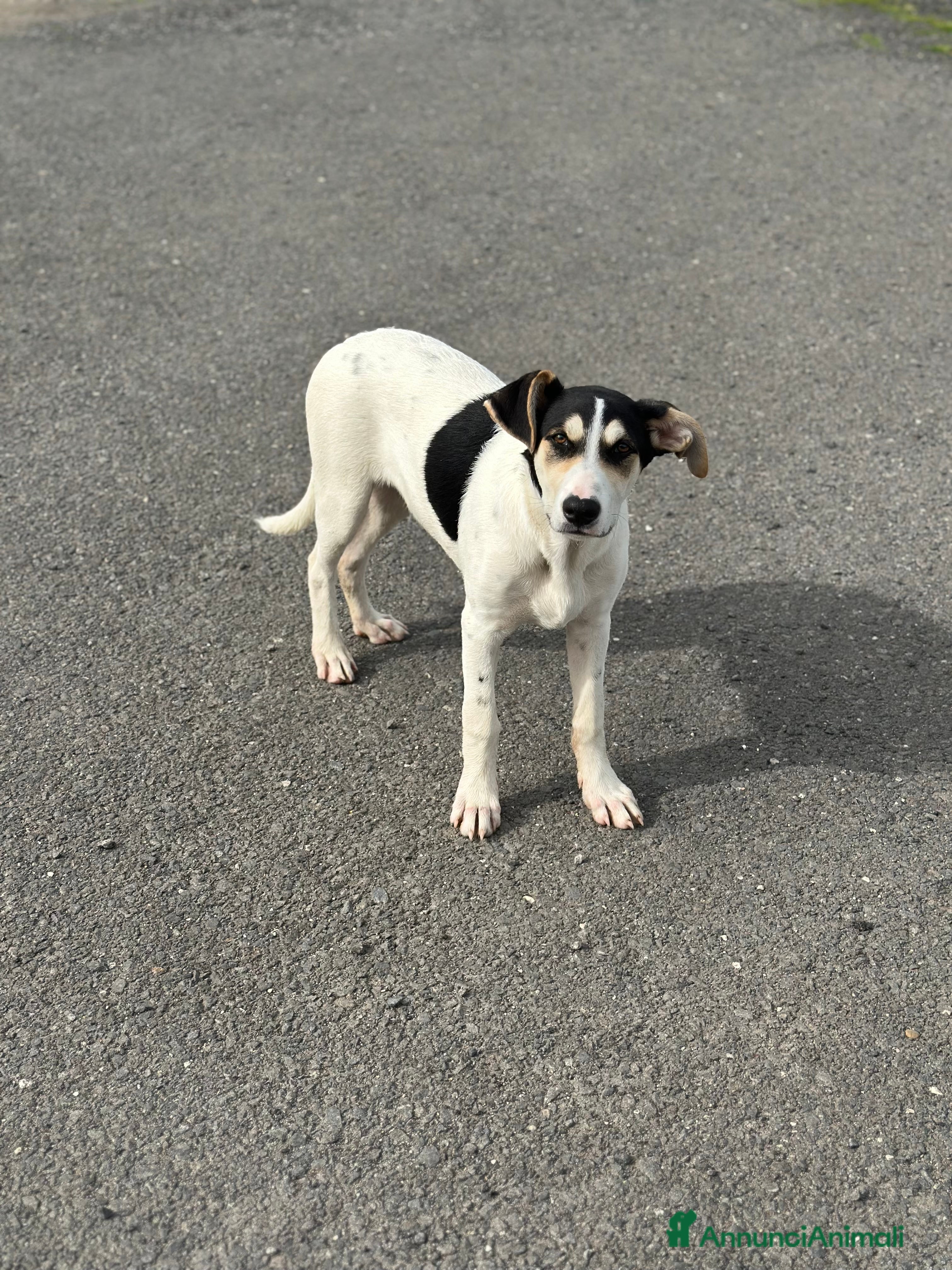 Meticcio cani Eros cerca casa - Annuncio 5