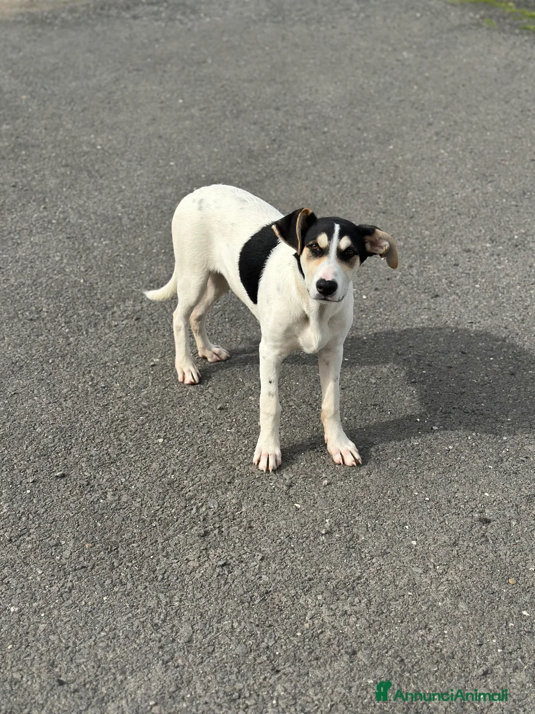 Meticcio cani in regalo: Eros cerca casa - Annuncio 1