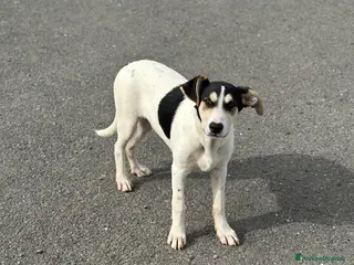 Meticcio cani Eros cerca casa - Annuncio 5