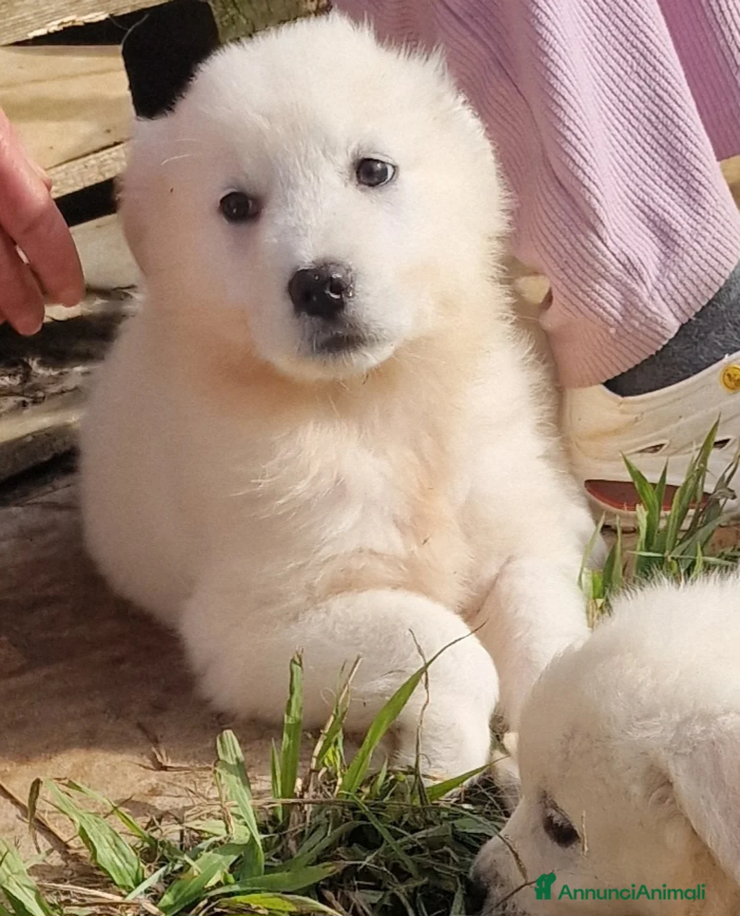 Pastore Maremmano cani in regalo: Rubacuori - Annuncio 1