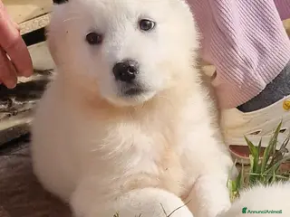 Pastore Maremmano cani Rubacuori - Annuncio 13