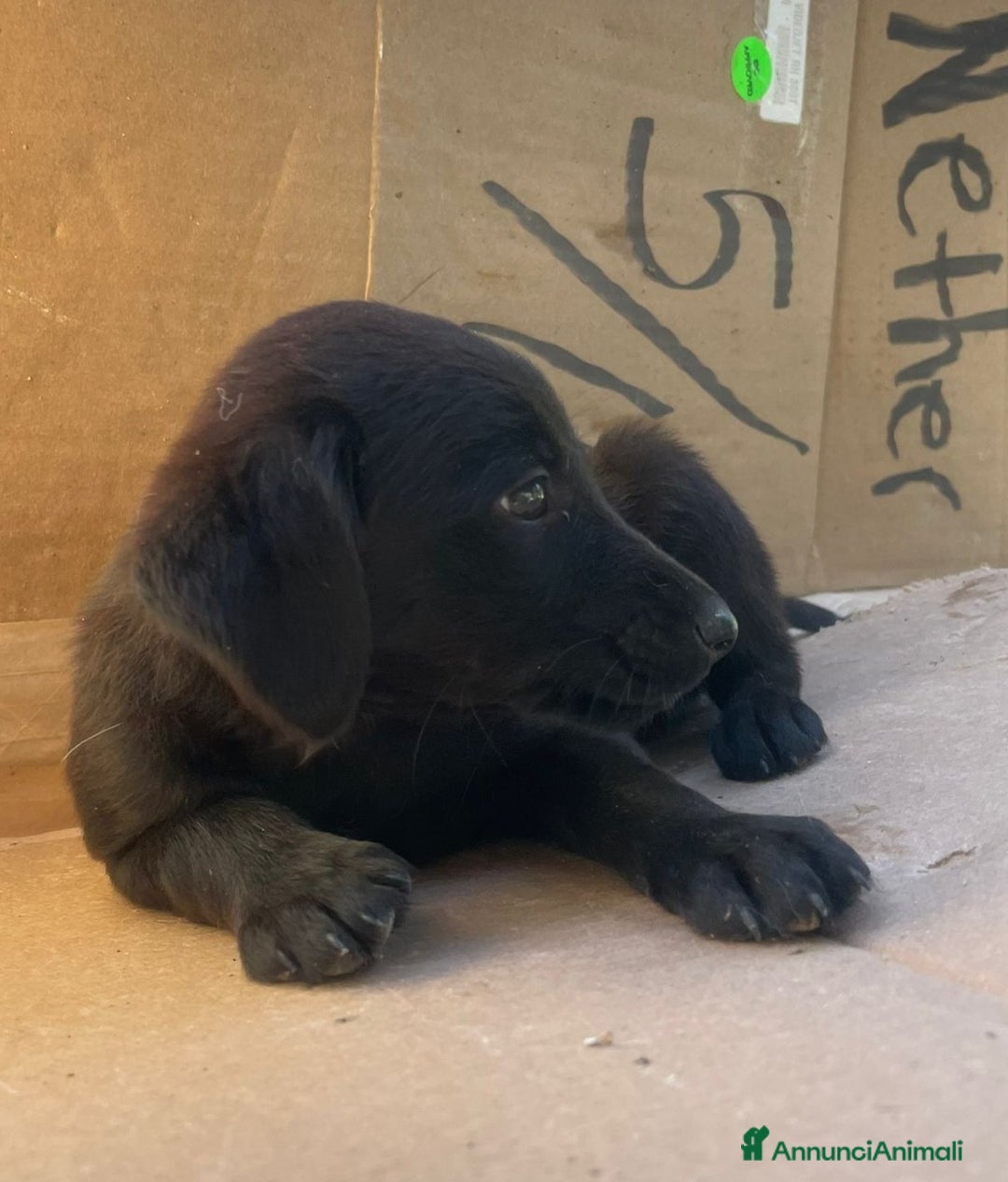 Meticcio cani in regalo: LE DOLCI PIETRE PREZIOSE - Annuncio 22