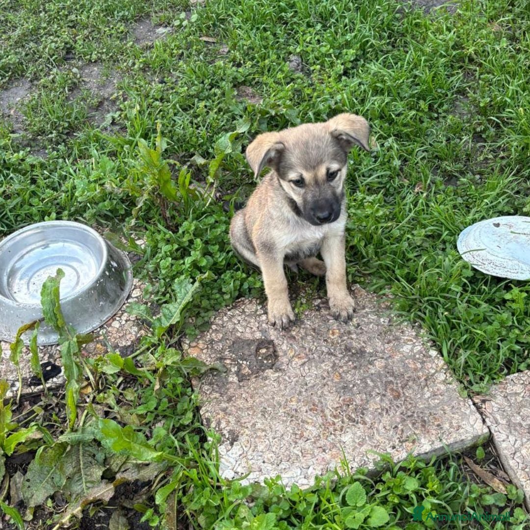 Meticcio cani in regalo: Pepito dolce cucciolo 3 mesi cerca casa - Annuncio 2