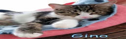 Europeo gatti in regalo: #GAIA E #GINO CERCANO CASA A ROMA! a Città metropolitana di Roma Capitale - Annuncio 4