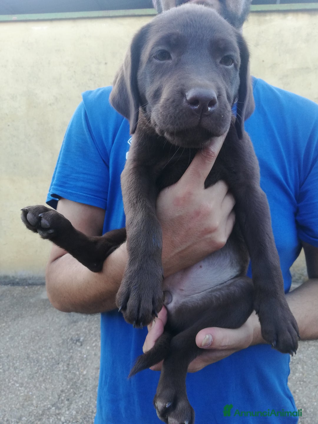 Labrador cani in vendita: Cuccioli di Labrador a Città metropolitana di Roma Capitale - Immagine 8