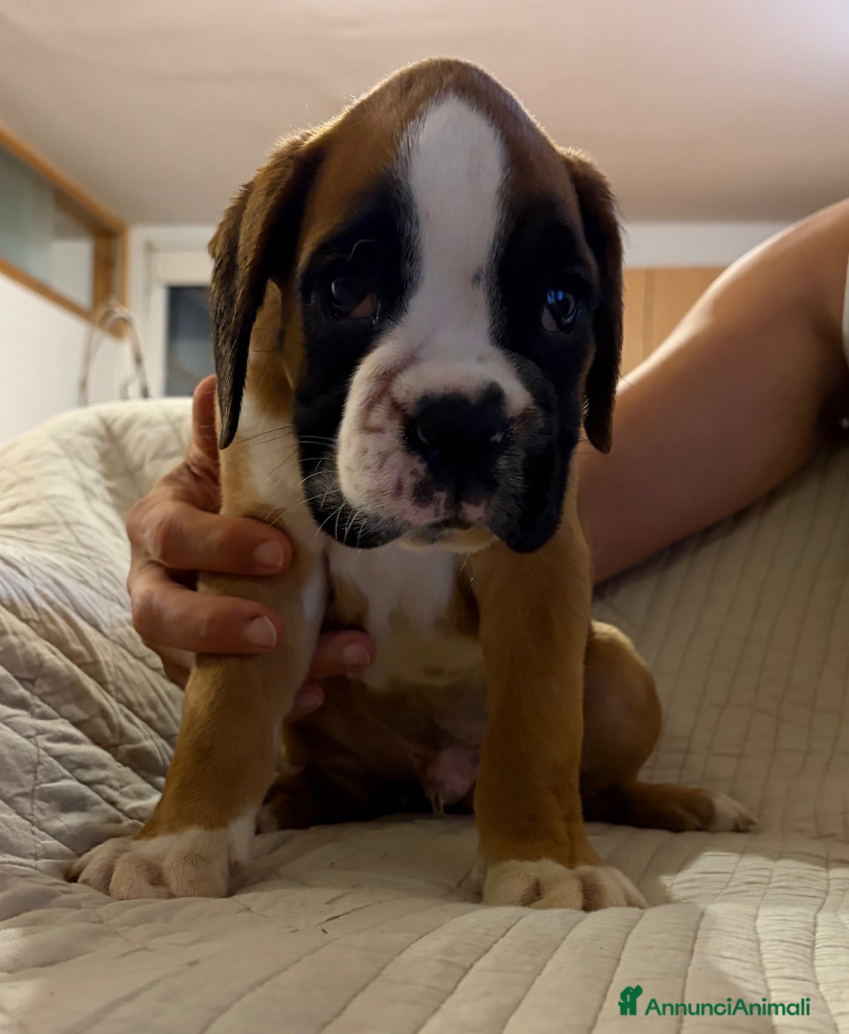 Boxer cani CUCCIOLO BOXER SPETTACOLARE  - Annuncio 3