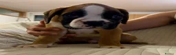Boxer cani in vendita: CUCCIOLO BOXER SPETTACOLARE  - Annuncio 1