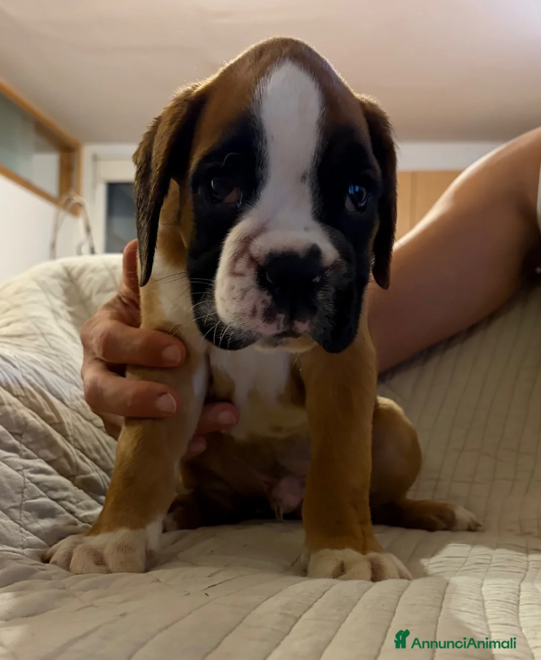Boxer cani in vendita: CUCCIOLO BOXER SPETTACOLARE  - Annuncio 1