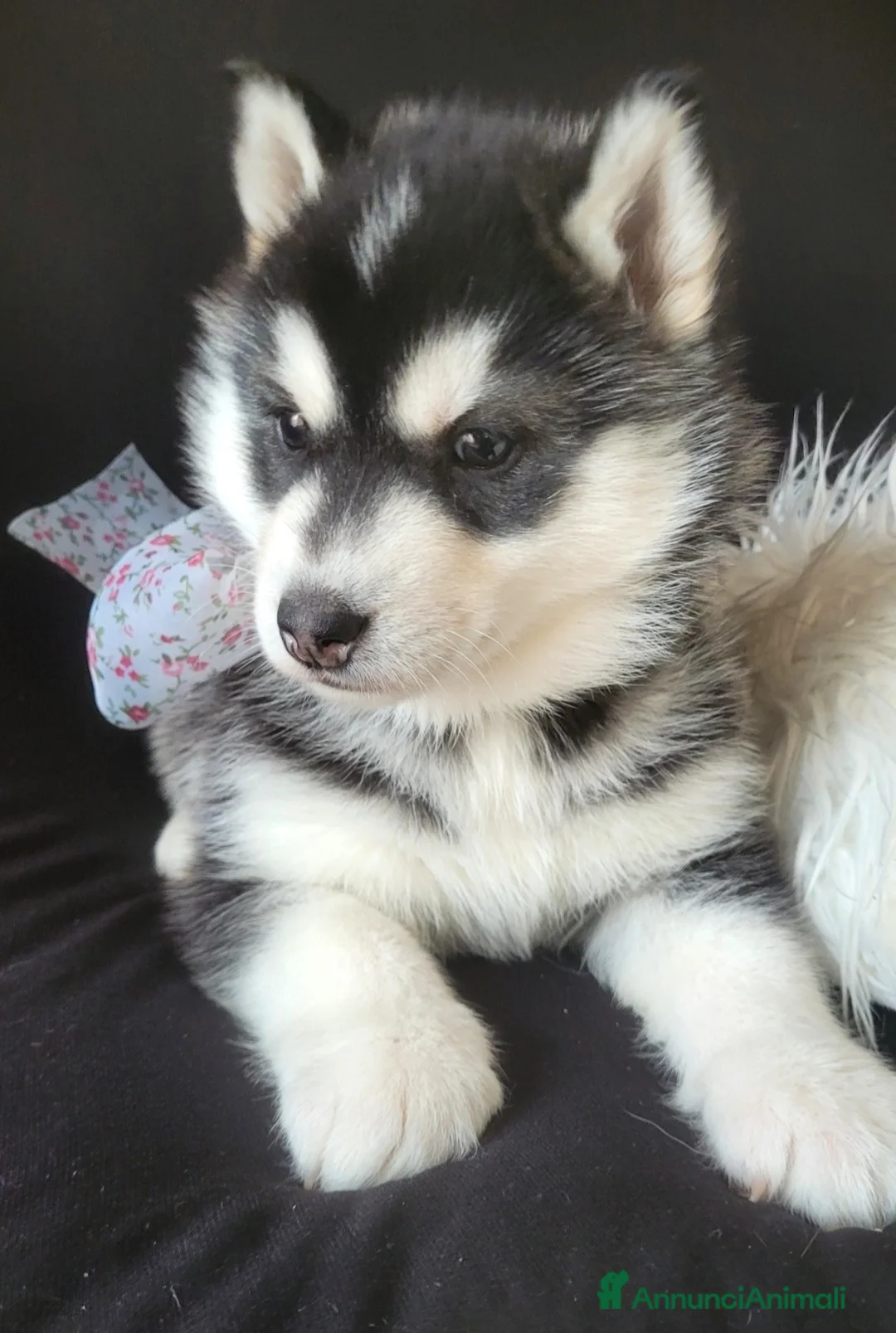 Husky cani in vendita: SIBERIAN HUSKY CUCCIOLATA CON PEDIGREE  - Annuncio 5