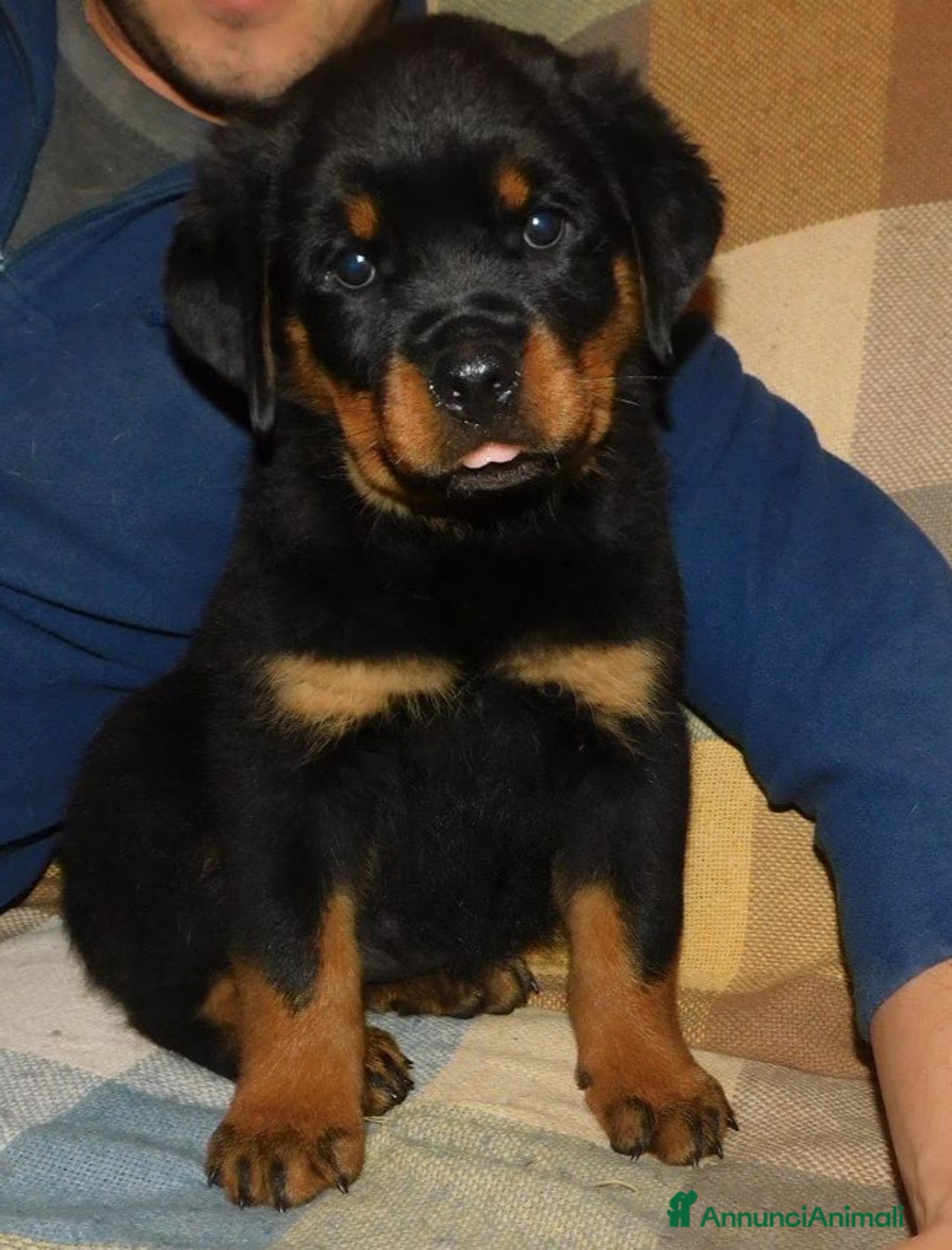 Immagine della galleria {{count}}