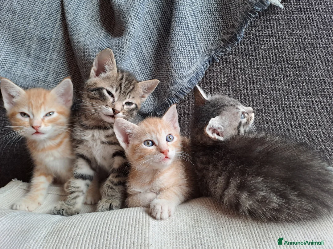 Meticcio gatti in regalo: Gattini dolcissimi cercano casa - Annuncio 3