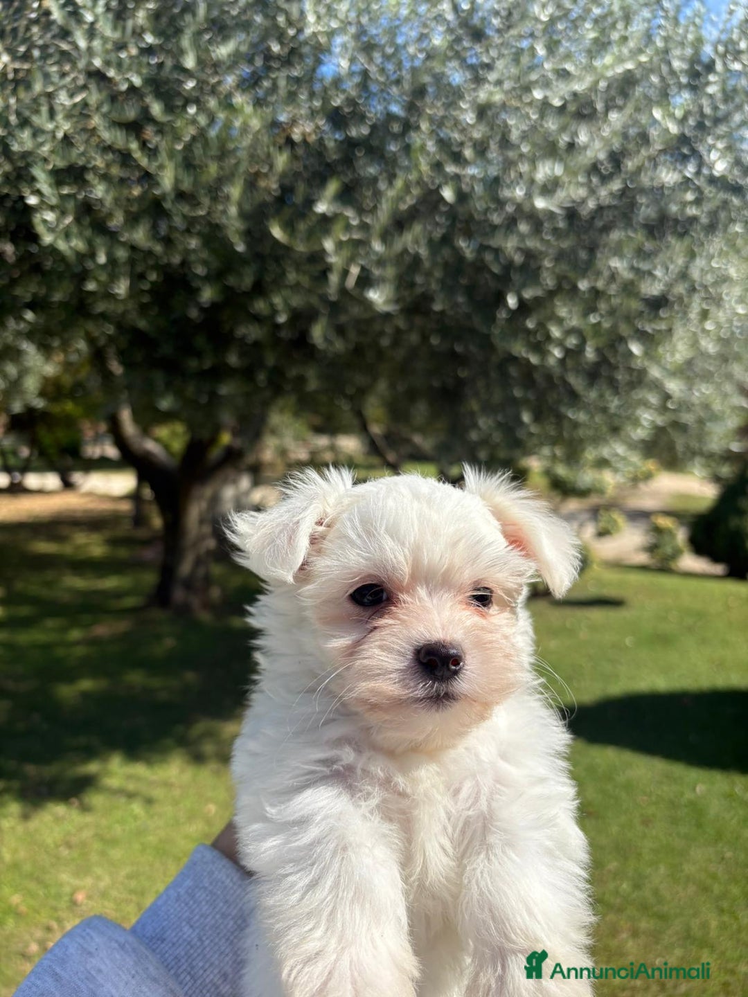 Maltese cani in vendita: Cucciole di maltese - Annuncio 6