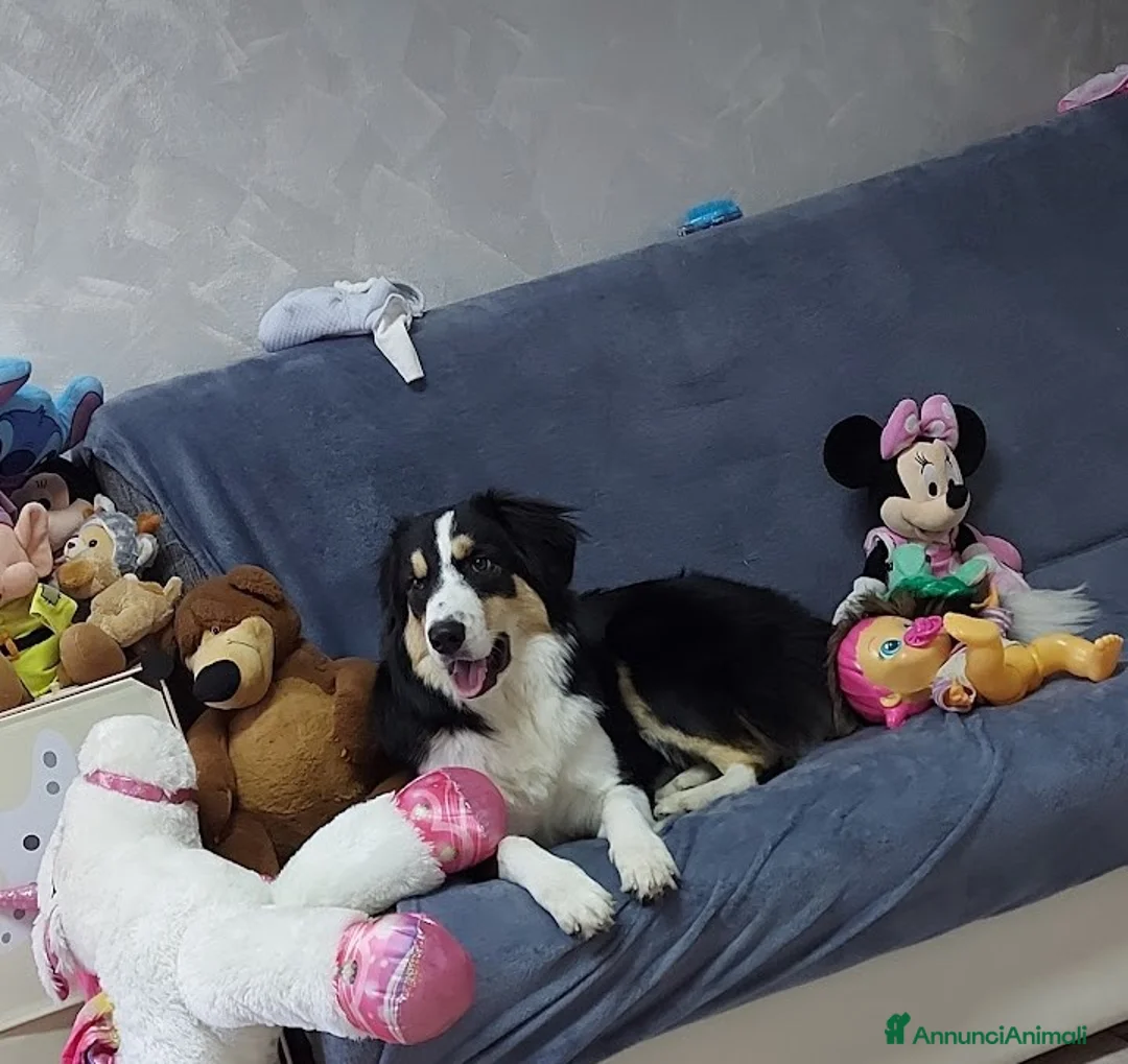 Meticcio cani in regalo: Regalo incrocio pastore australiano e maremmano  - Annuncio 1