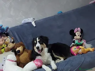 Meticcio cani Regalo incrocio pastore australiano e maremmano - Annuncio 21