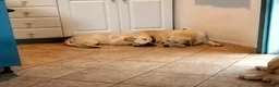 Golden Retriever cani in vendita: Cucciolo maschio Golden retriever  - Annuncio 6