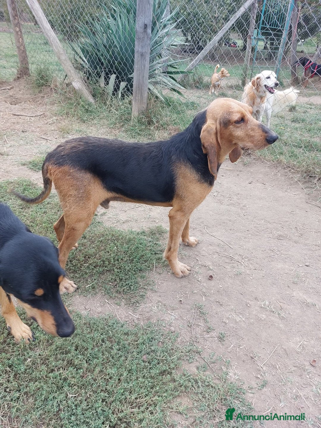 Segugio cani in regalo: Duca segugio a Provincia di Viterbo - Annuncio 3