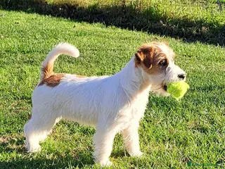 Jack Russell cani Cucciol0 Jack ruvid0 - Annuncio 4