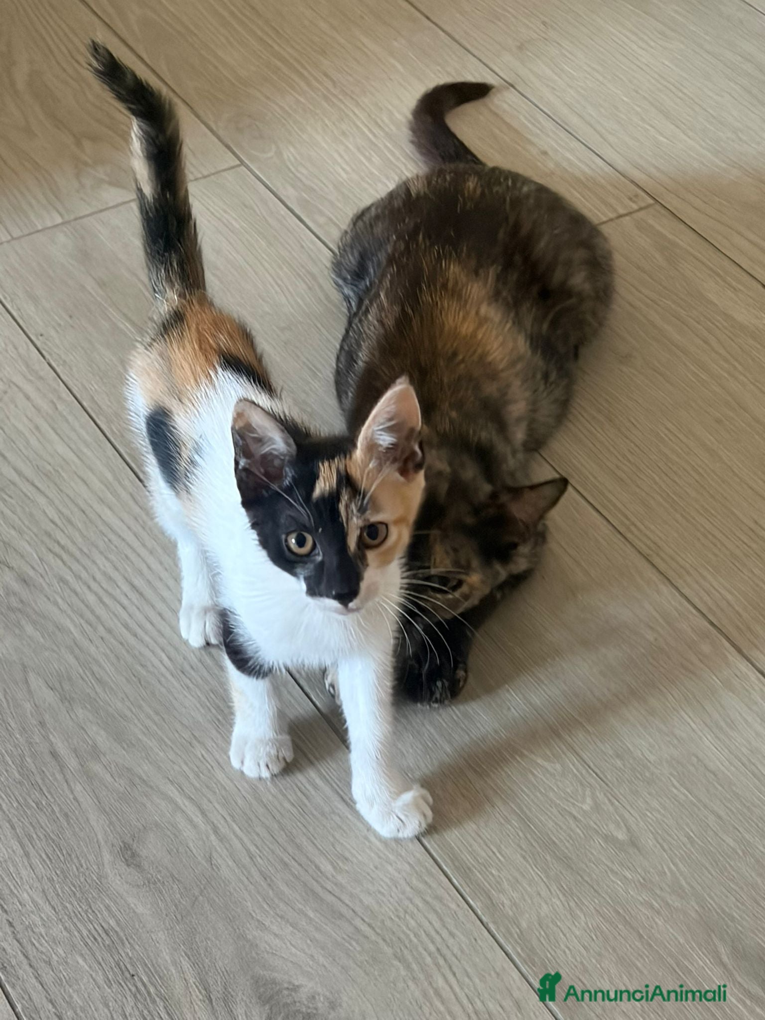 Meticcio gatti Squit e mamy  - Annuncio 10