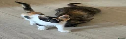 Meticcio gatti in regalo: Squit e mamy  - Annuncio 1