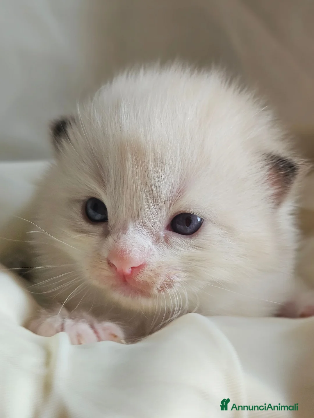 Ragdoll gatti in vendita: Meravigliosa cucciolata Ragdoll - Annuncio 2