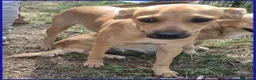 Meticcio cani in regalo: BUCCUNOTTO, DOLCE CUCCIOLOTTO 6 MESI, SOGNA UNA MA - Annuncio 3