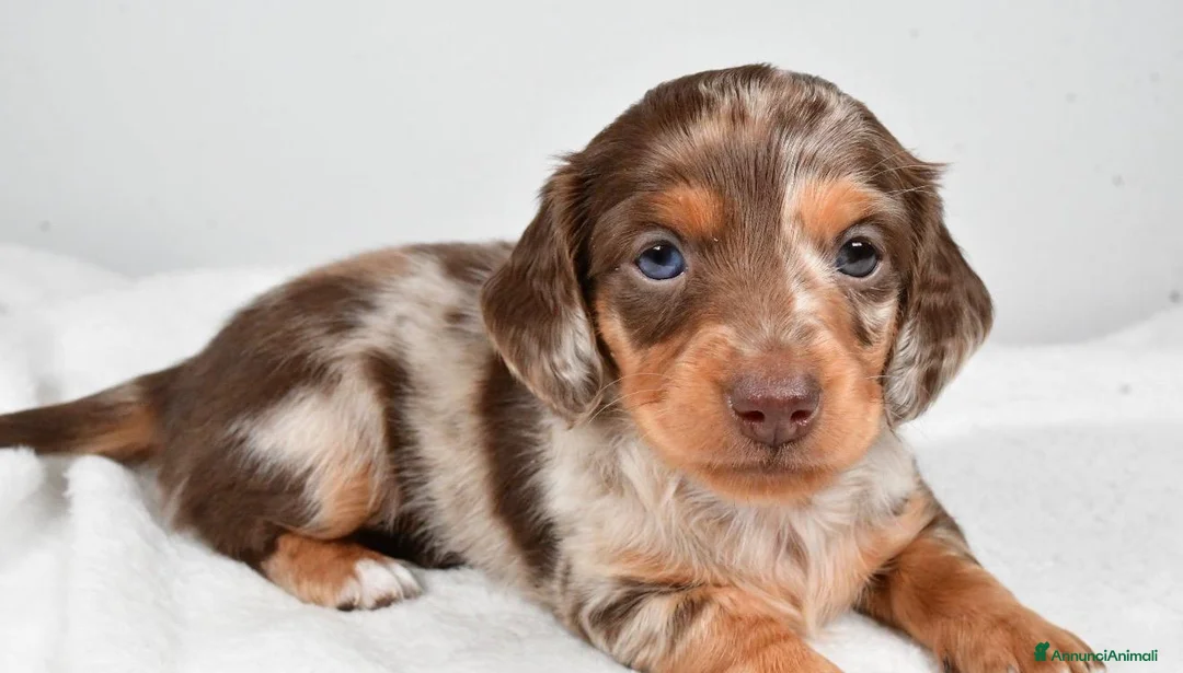 Bassotto cani in vendita: Bassotti toy - Annuncio 1