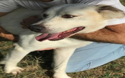 Labrador cani in regalo: AIGOR, simil labradorino a Provincia di Latina - Immagine 4
