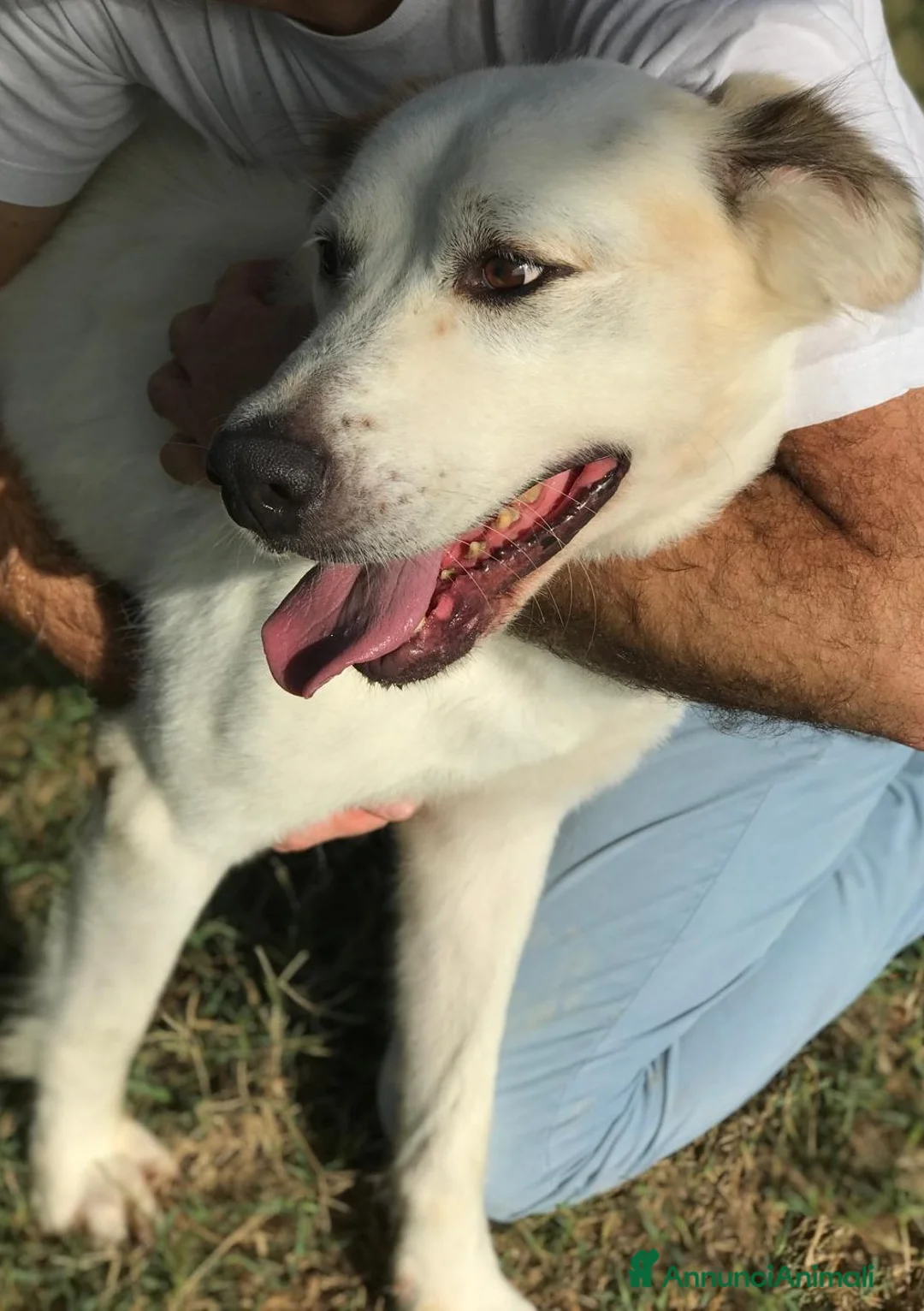 Labrador cani in regalo: AIGOR, simil labradorino a Provincia di Latina - Annuncio 4