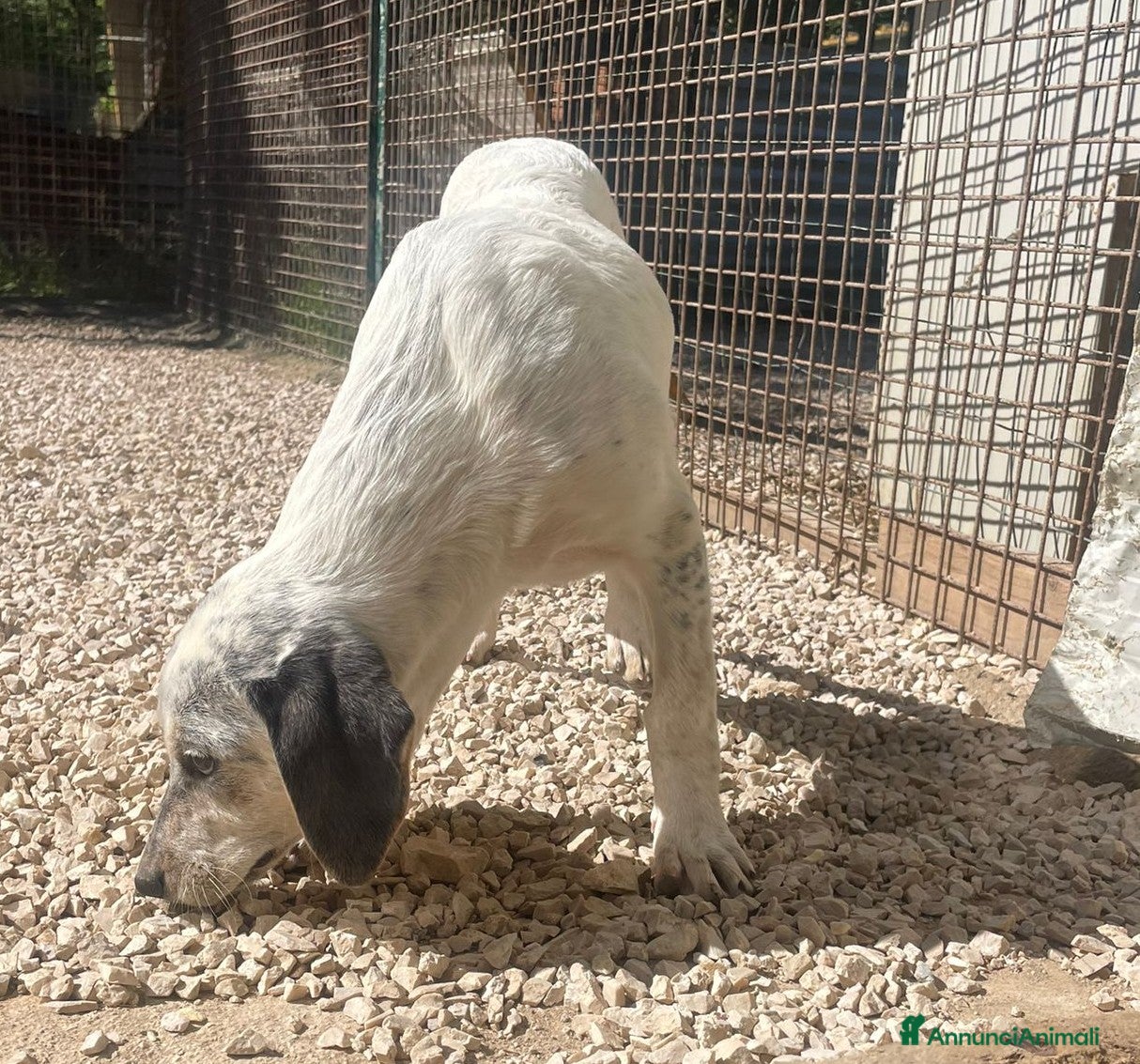 Segugio cani SOS DOLCE CUCCIOLA - Annuncio 22