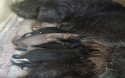 Pastore Tedesco cani in regalo:  proprietario regala splendidi cuccioli  - Annuncio 23