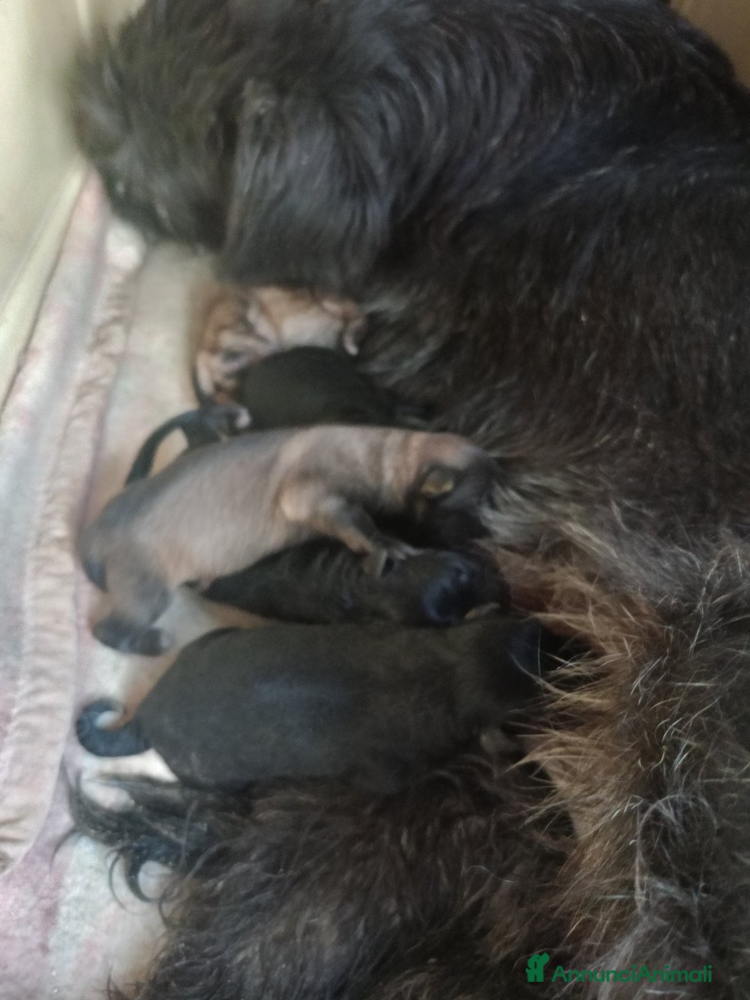 Pastore Tedesco cani in regalo:  proprietario regala splendidi cuccioli  - Annuncio 23