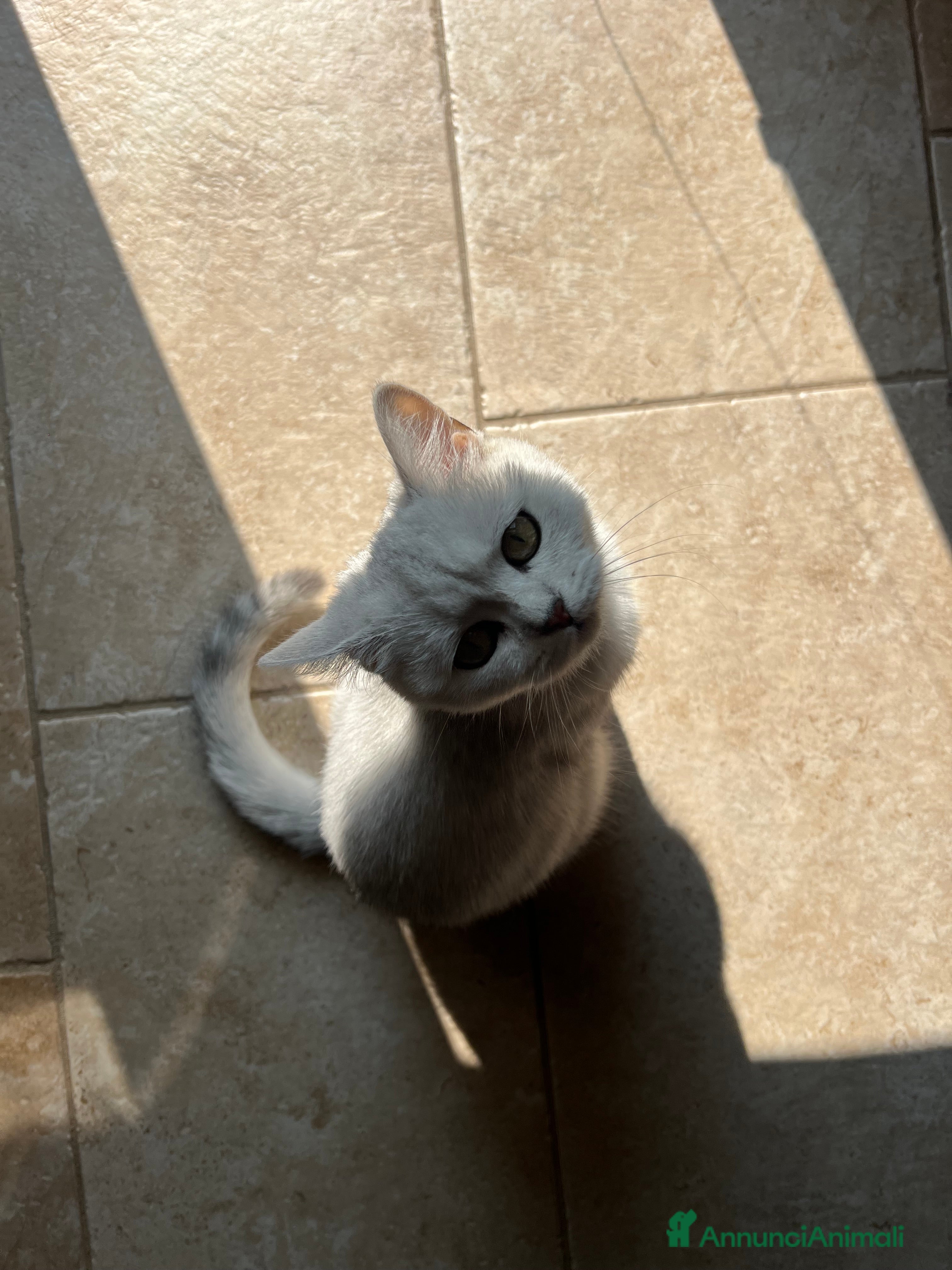 Scottish gatti Cerca scottish straight maschio per accoppiamento - Annuncio 4