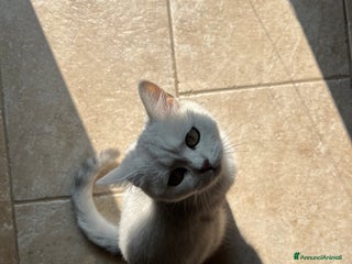 Scottish gatti Cerca scottish straight maschio per accoppiamento - Annuncio 7