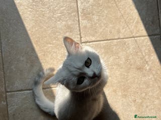 Scottish gatti Cerca scottish straight maschio per accoppiamento - Annuncio 8