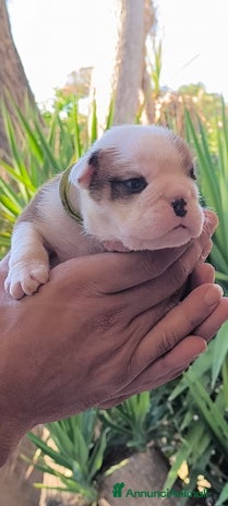 Bulldog cani Soldout-Bulldog inglese pedigree ENCI - Annuncio 2