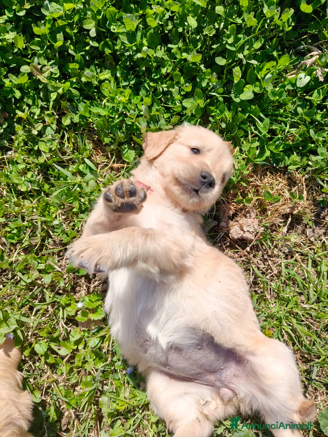 Golden Retriever cani in vendita: Cuccioli di Golden retriever con pedigree  - Annuncio 1
