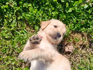 Golden Retriever cani Cuccioli di Golden retriever con pedigree - Annuncio 1